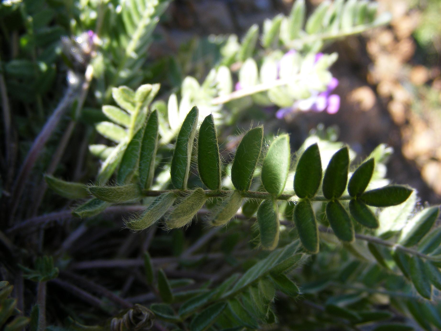 Oxytropis halleri  / Astragalo di Haller